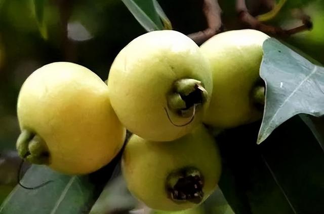 海南蒲桃,适合6月份食用的水果(海南蒲桃图片)