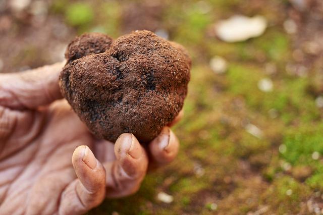 食用菌菇类十大排名，十大最好的菌菇排名是什么（盘点世界上最贵的菌菇）