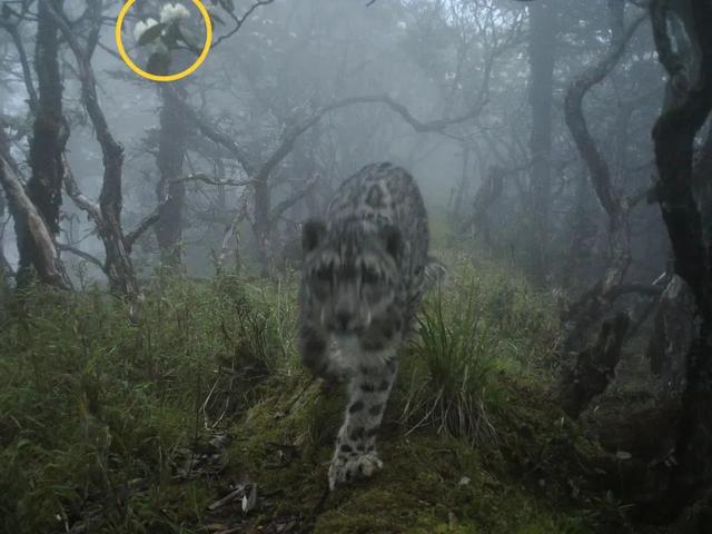 用来比喻爱情的动物，用动物比喻爱情的句子（也该成为四川人的恋爱标配）