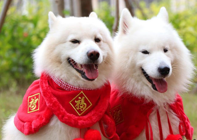 狗名字大全洋气的顺口，狗名字大全洋气的顺口公狗（还在给狗狗起这些“名字”吗）