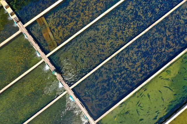 在家里养什么赚钱，家里养啥挣钱（4种名特优淡水养殖品种）