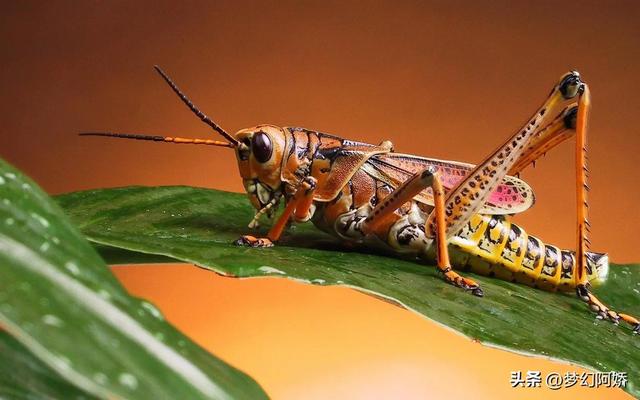 蚂蚱吃什么，纨扇团圆璧月流——蝗虫的危害（蚂蚱吃什么东西能养活）