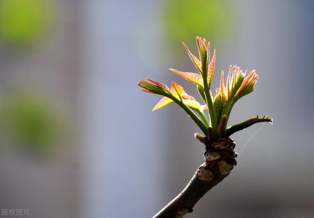 春天能吃的野菜大全，春天都有哪些野菜可以吃（送你63种野菜大图鉴）