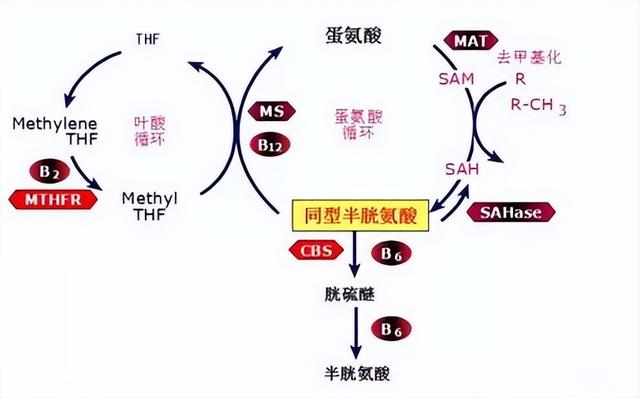 叶酸片的作用有哪些呢，叶酸片的作用有哪些呢女性（竟是高血压的“克星”）