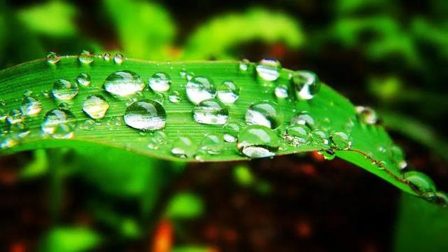 白露是什么季节，今年“早白露”还是“单白露”