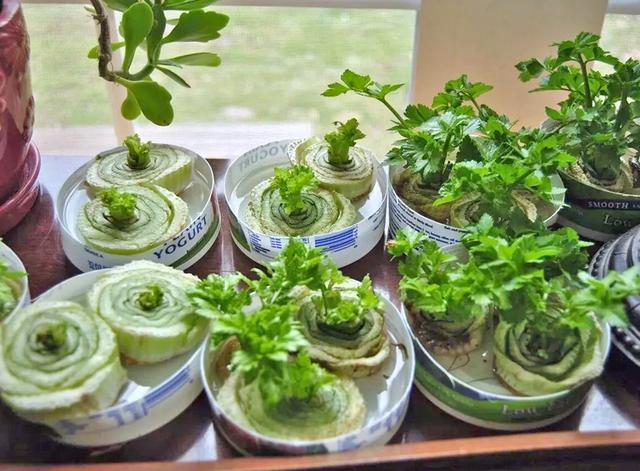 水培蔬菜有哪些，适合水培的蔬菜有哪些啊（轻松长成“小菜园”）