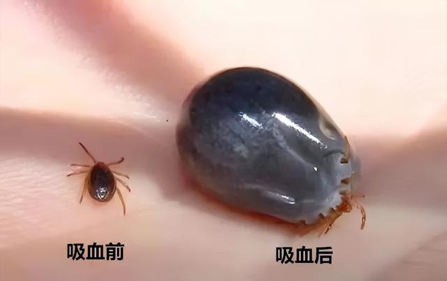 蜱虫是什么，可致命：夏季出游当心此虫（蜱虫是什么样的毒虫）