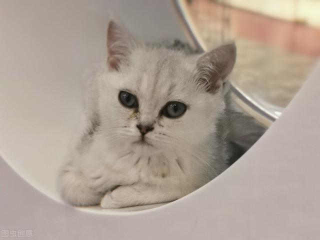 小猫咪一直叫个不停是怎么回事，猫咪一直叫个不停是怎么回事该怎么办（养猫困扰：猫咪发情老叫怎么办）