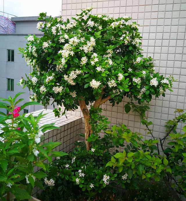 九里香什么时候开花，九里香怎么养才能开花（夏天“最香的”6种花）