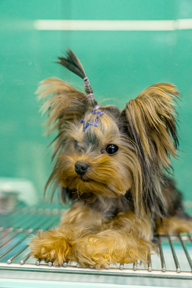 深圳海洋世界攻略，海洋馆、水秀剧场、梦幻巡游…在这里全都有