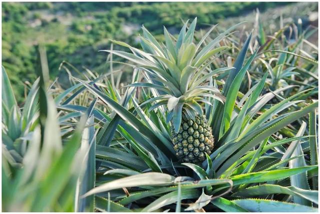 凤梨里面是籽还是虫，凤梨里面的是黑籽还是虫卵（现在还有多少人不知道菠萝和凤梨的关系）