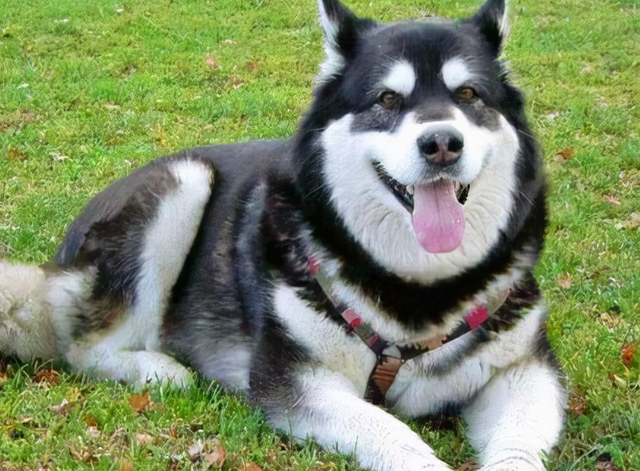 阿拉斯加犬好养吗，阿拉斯加犬好养吗阿拉斯加雪橇犬怎么养（都说阿拉斯加很难养？我不信）