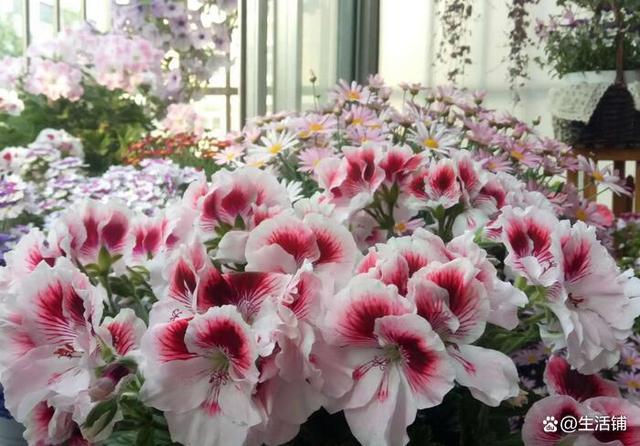 盘点10种九月最常见的花，九月都有哪些花（6种适合阳台种的花）