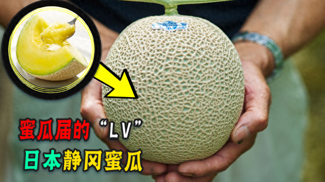 日本静冈蜜瓜为什么贵？单颗卖1400元论片138元，它真值这个价？