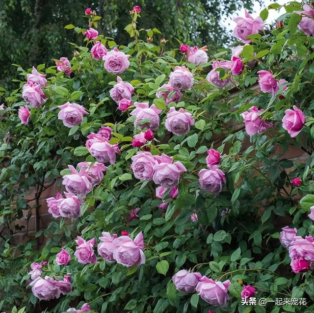 月季花品种有哪些，月季花品种有哪些品种（老花匠都喜欢的10款月季）
