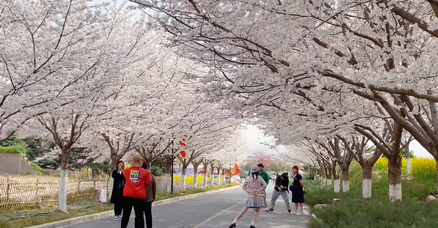 郑州樱花园在哪里，去郑州看樱花哪里好（郑州适合春天适合带孩子玩的宝藏地）