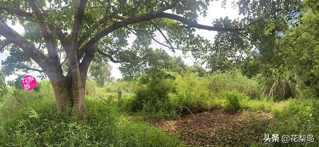 三礼是什么，元培中学文明三礼是什么（明琼州\