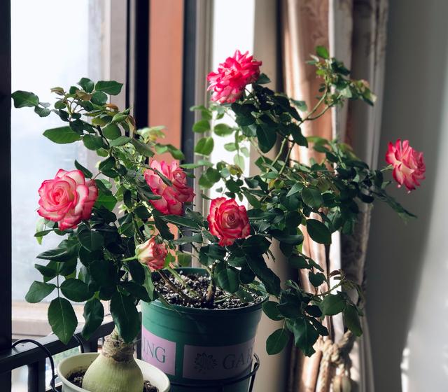 歐洲月季花怎麼養直,歐洲月季花怎麼養直枝條(就養