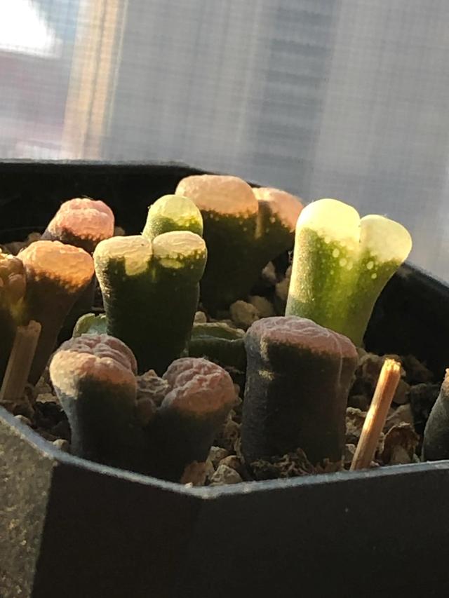 多肉灯泡，自家多肉 请君欣赏（多肉灯泡怎么养）