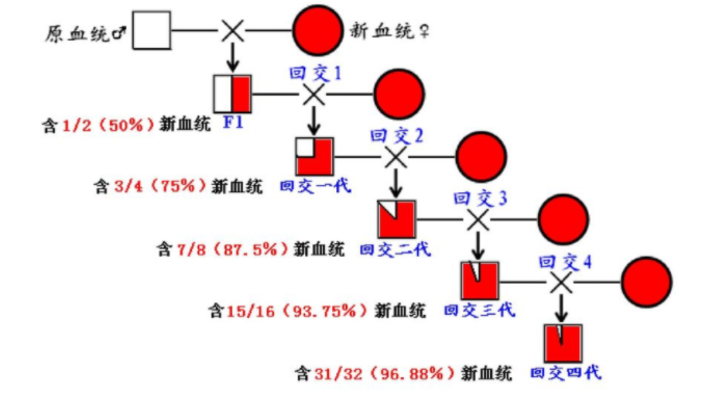 小狗樱桃眼手术多少钱 狗狗樱桃眼治疗偏方