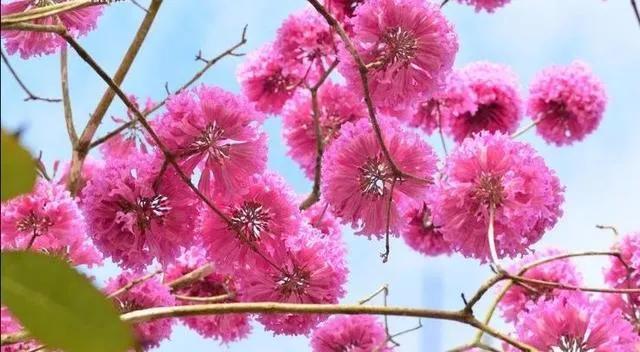 紫花风铃木可以盆栽吗，紫花风铃木北方能成活吗（分享——紫花风铃木）