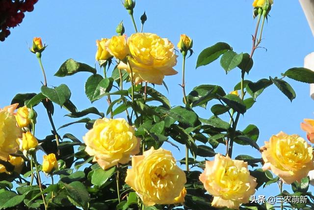 月季花的生长过程，月季从播种到发芽、长叶、开花的全过程（附带图片大全和种植方法）