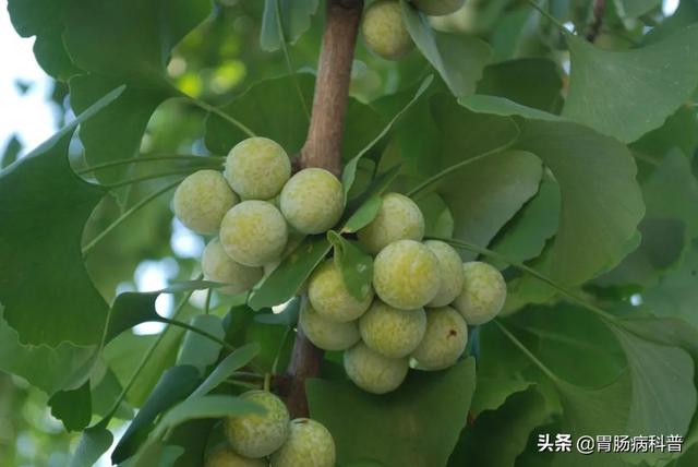 曼陀罗花的图片，曼陀罗花是什么（301味中药材的原植物彩色图谱）