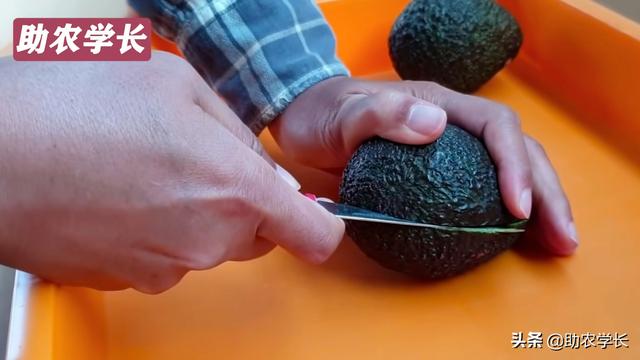 牛油果种子怎么种，牛油果种子的种植方法（在家种植热带果树小盆栽）