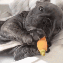 哪种博美犬最好养，很适合懒人养哦