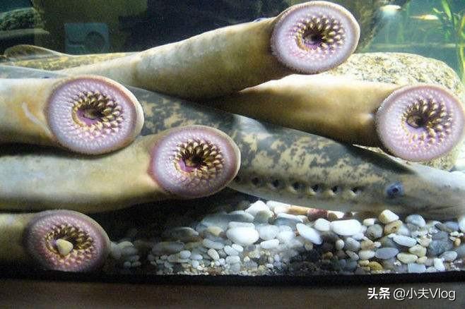 史前吸血僵尸鱼重现人间，肉质鲜美惊世骇俗，食客争相尝鲜却暗藏致命危机