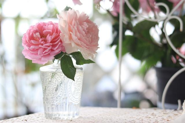 一年四季都开花的月季品种，复花能力超好的6种藤本月季