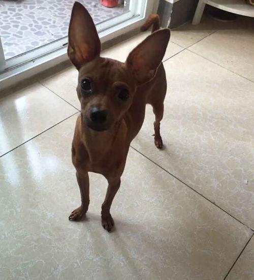 正宗小鹿犬图片,小鹿犬图片大全大图(为什么"小鹿犬"很多人养)