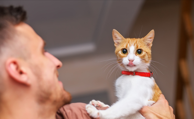 猫咪对主人有感情吗，猫咪对主人会有感情吗（猫咪会对主人产生强烈的“依恋关系”）