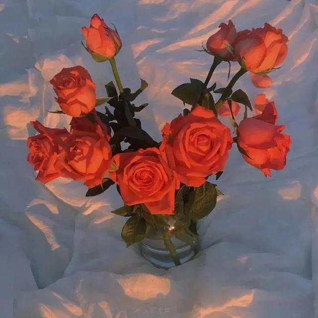 关于玫瑰的文案，玫瑰的唯美文案（有关玫瑰高级又浪漫的文案）