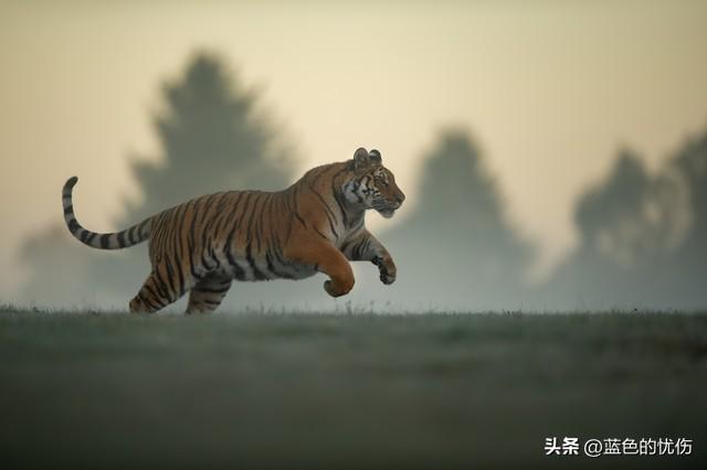 梦到一群蛇预示着什么，梦见一群蛇是什么意思（十二生肖中哪个生肖是神仙肖）