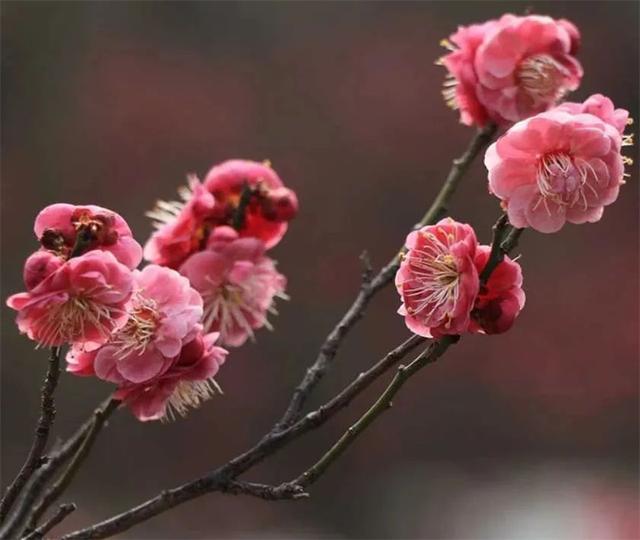 信阳旅游景点大全排名，信阳旅游必去景点（信阳周末游玩攻略之市区赏梅）