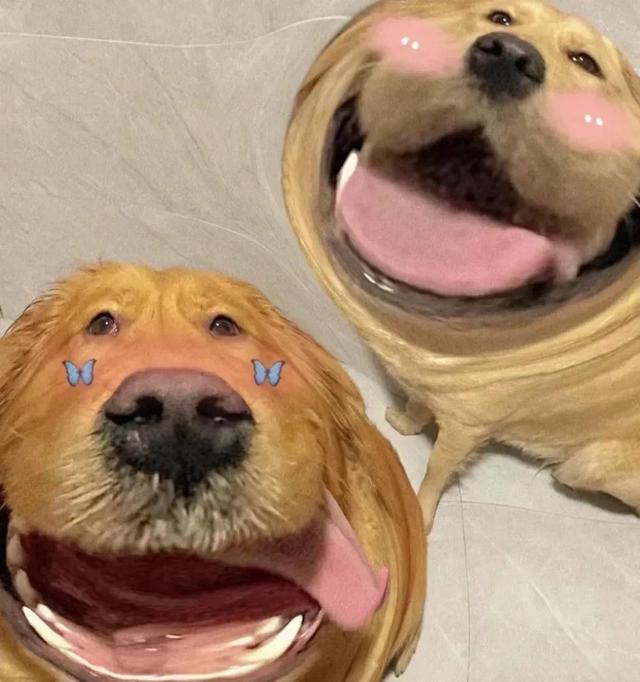 狗狗情侣头像微信，狗狗情侣头像（哈哈哈哈这个小狗狗头像也太可爱了吧）