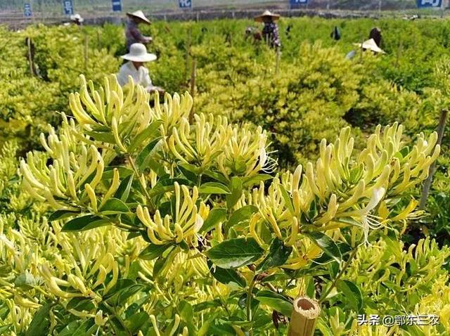 金银花多少钱一斤，金银花的价格是怎样的（农村金银花能卖200元一斤）