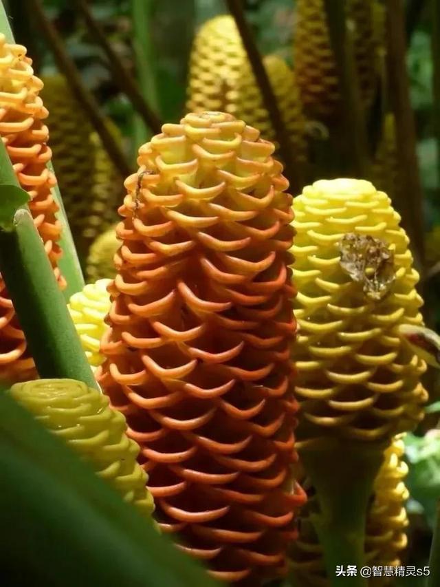 铁树开花的方法，铁树开花的方法有哪些（铁树开花了，也有芬芳的一天）