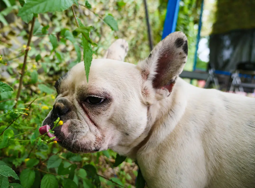 德国斗牛犬多少钱 德国斗牛犬图片及价格 头像