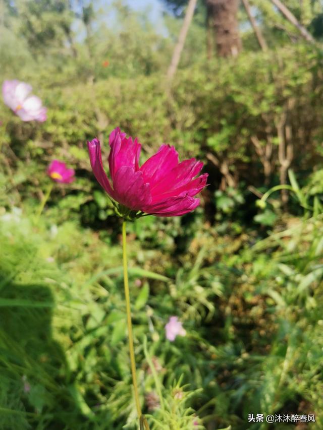 往后余生八字短句，余生致自己的精辟短句（往后余生：做事儿不求用力过猛）