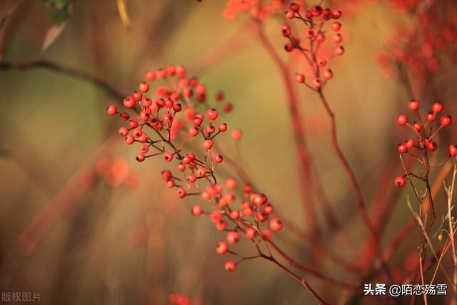 殇雪是什么意思，殇雪 云菲菲原唱（风景依然在，人已非少年）