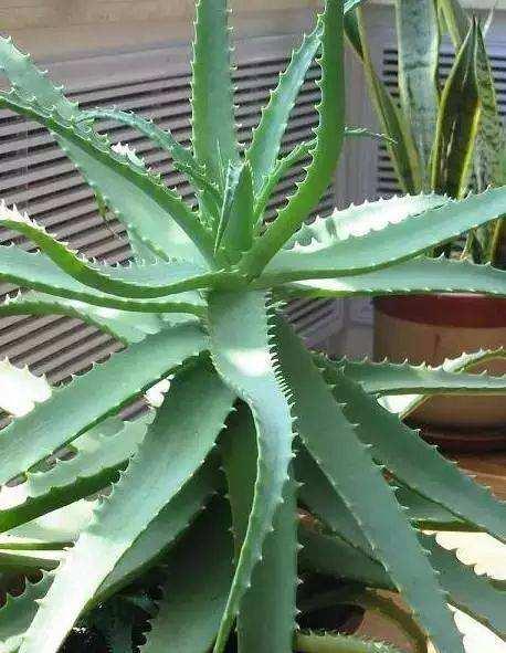 纯氧气能吸吗，纯氧气可以呼吸吗（建议养些“健康花”）