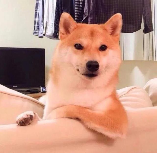 小动物头像可爱卡通，非常可爱的卡通小动物头像微信（壁纸小馆：萌宠头像）