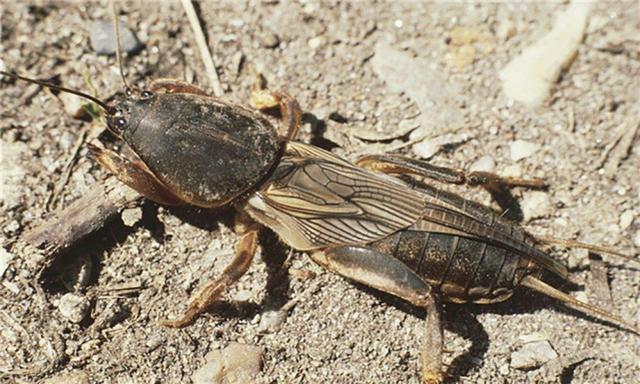 昆虫类有哪些动物，昆虫的天敌有哪些动物（农村常见的十二种虫子）