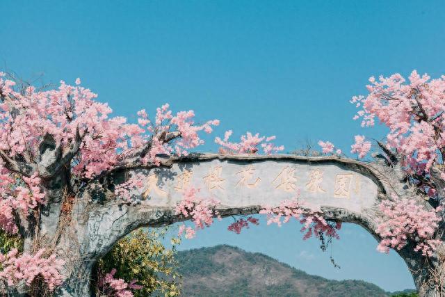 广东十大赏樱花胜地