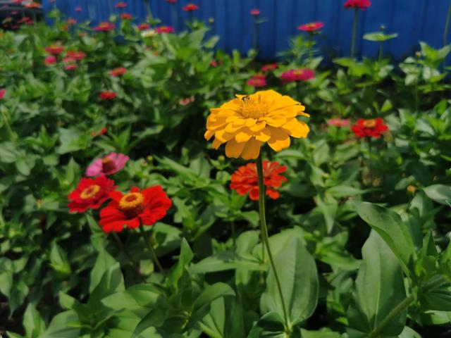 鲜花的花语和花的数目的寓意，鲜花数量的寓意（100种迷人的“数字花”）