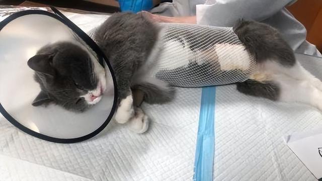 老猫接受新猫前兆，老猫和新来的小猫不合怎么办（猫患癌症前有哪些警告信号）