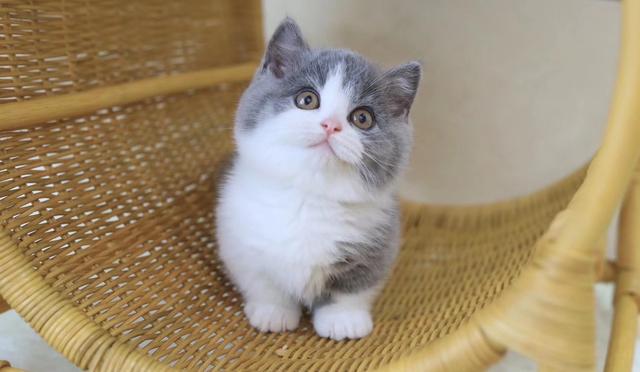 养品种猫和宠物猫有什么区别，“宠物猫”和“田园猫”的区别