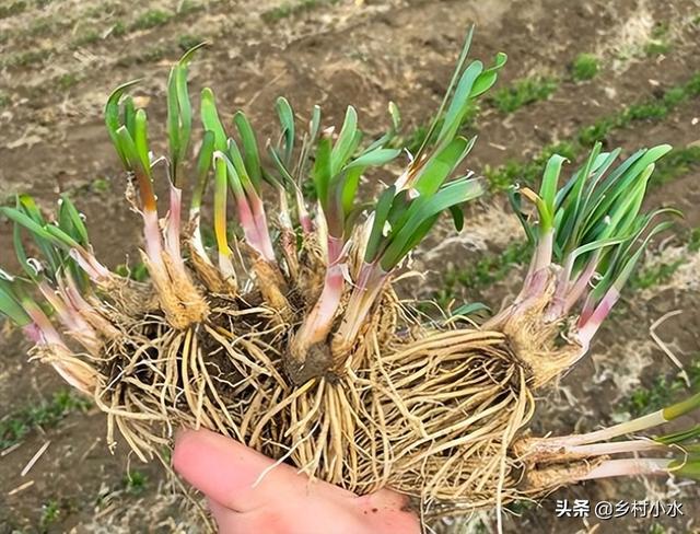 菲菜怎么做好吃，韭菜的做法有哪些（在家用泡沫箱种韭菜）